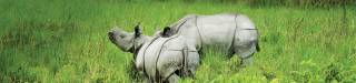Jaldapara and Gorumara short package tour