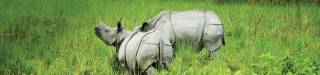 Jaldapara and Chilapata Package tour