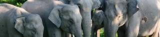Offbeat eastern dooars tour package
