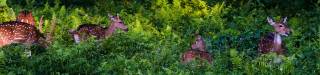 Gorumara Jaldapara 5 Day Tour Package