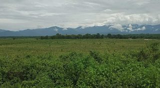 Hasimara